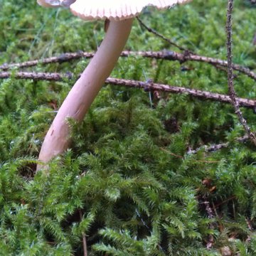 Quis nibh convallis fringilla