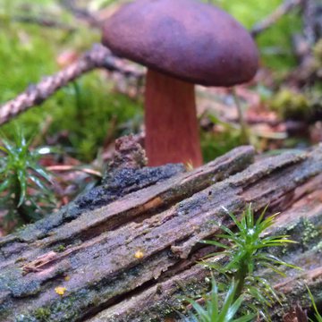 Quis nibh convallis fringilla