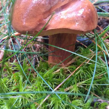 Quis nibh convallis fringilla